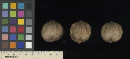 Click for 3 image(s) for this accession. SEED